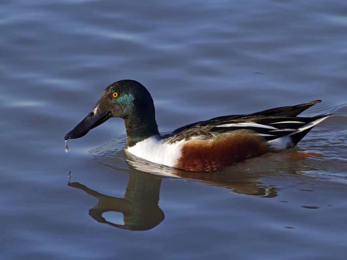 Northern Shoveler Drake