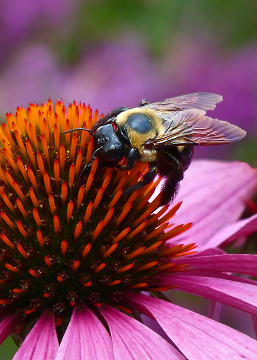 Bee on coneflower