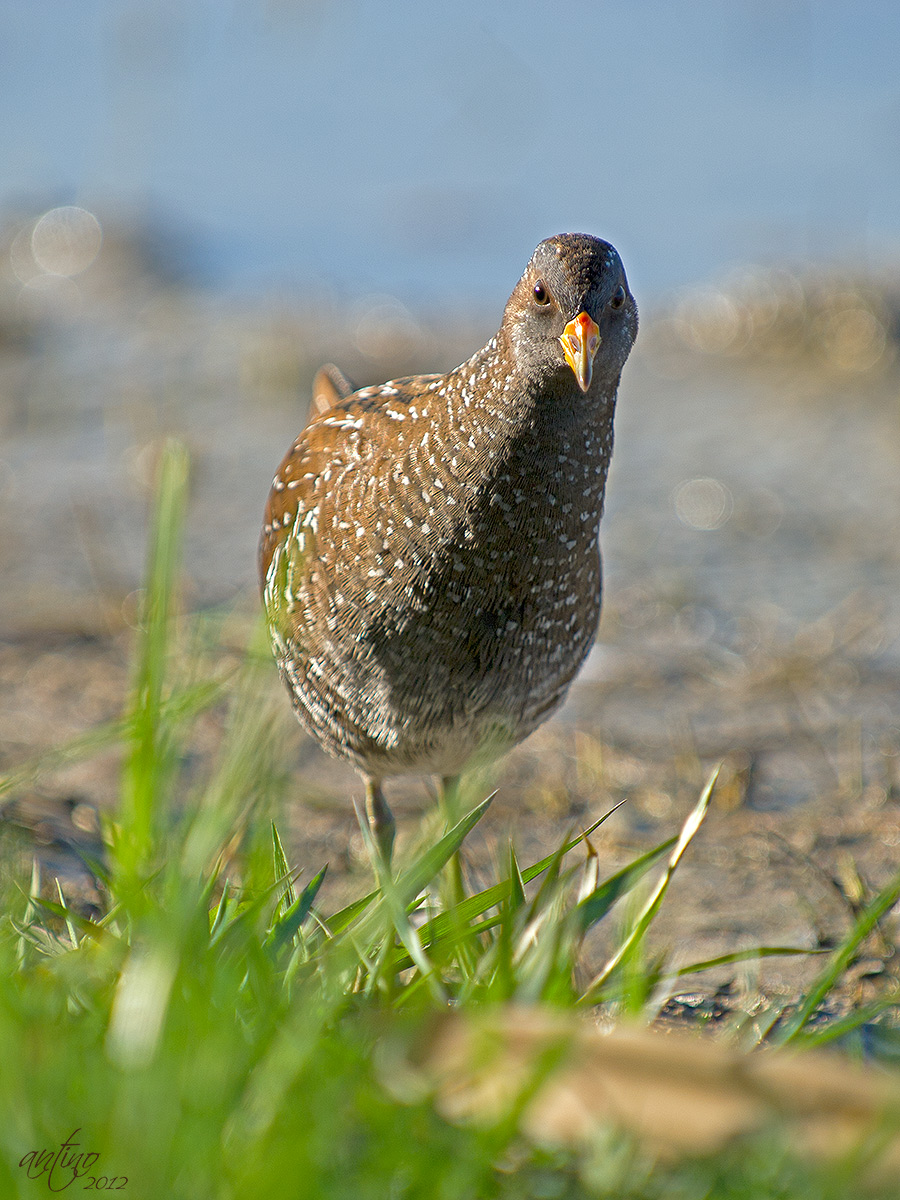 SPOTTED CRAKE