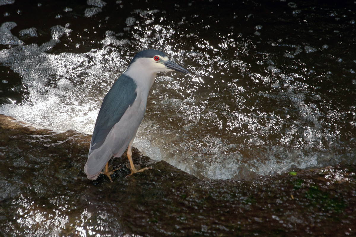 Black Crowned Heron