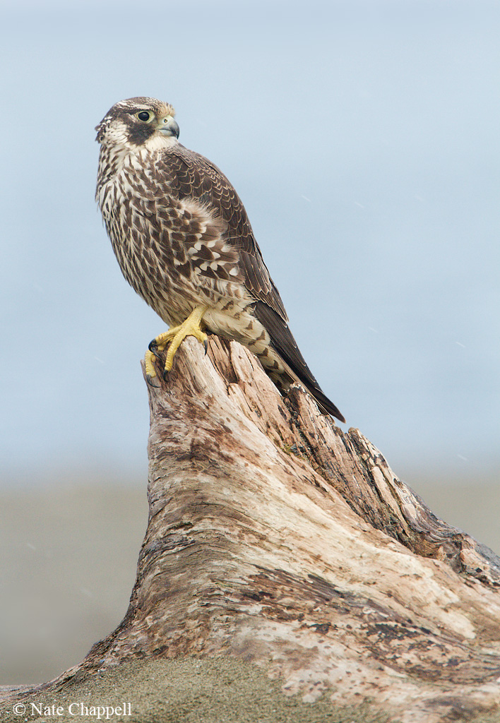 Peregrine Falcon