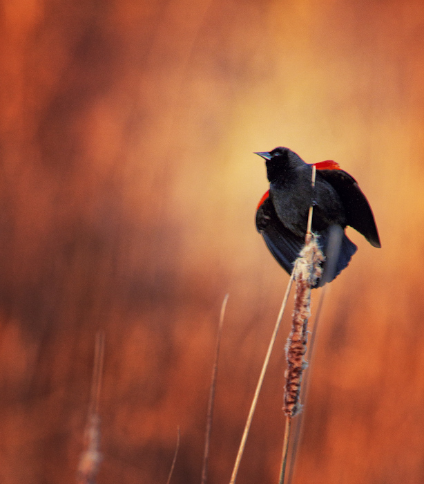 Claiming his territory