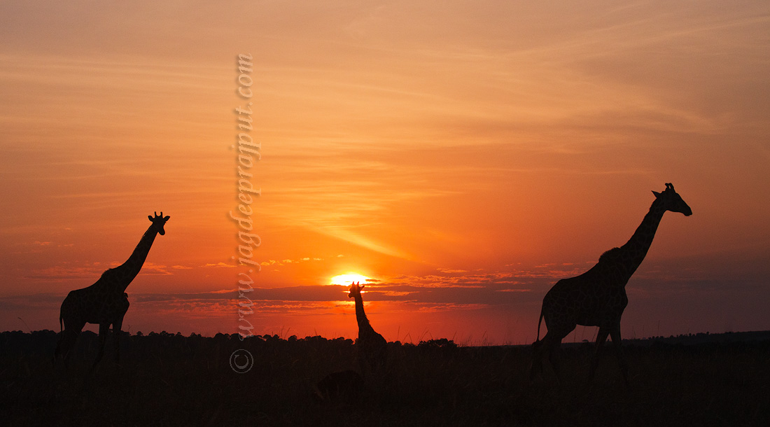 Sunrise in Mara