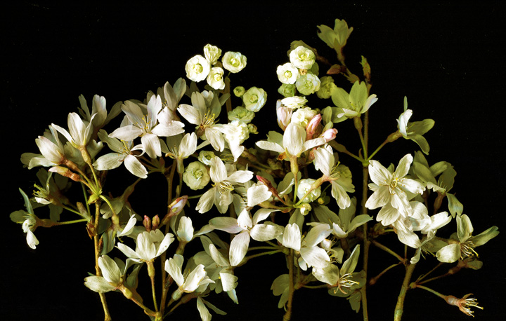 Spring Whites