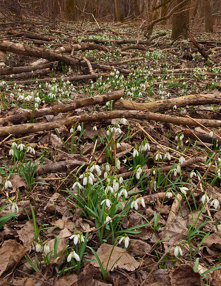 Upcoming Spring