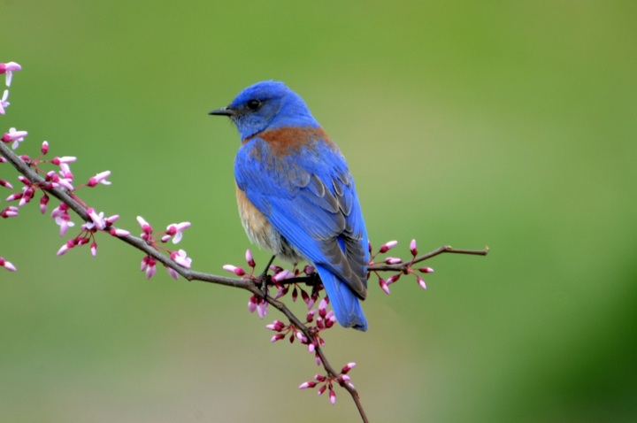 Western Bluebird