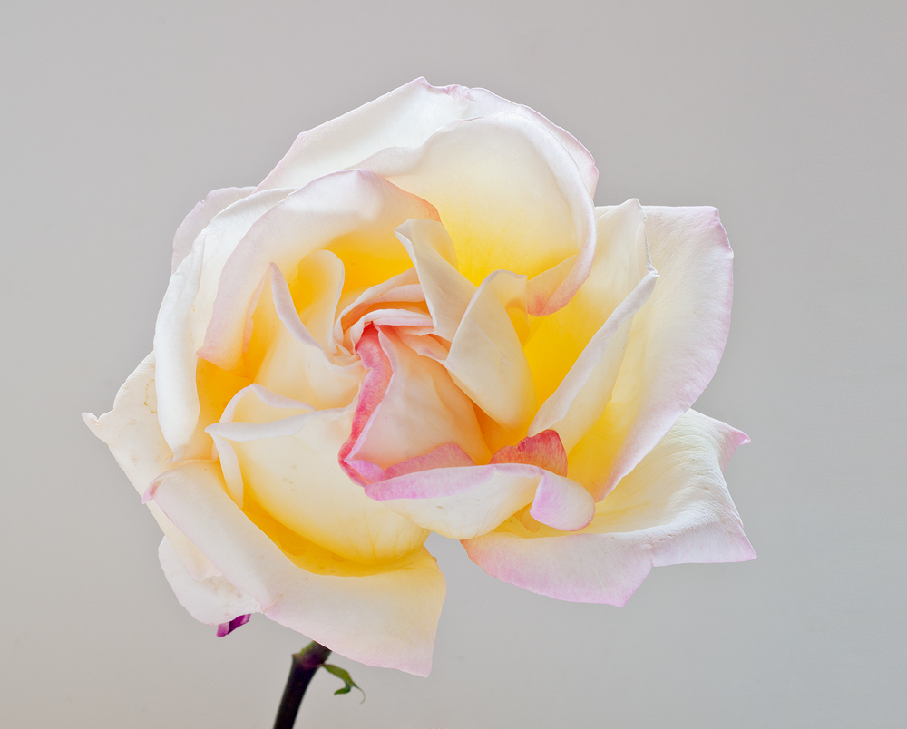 Delicacy