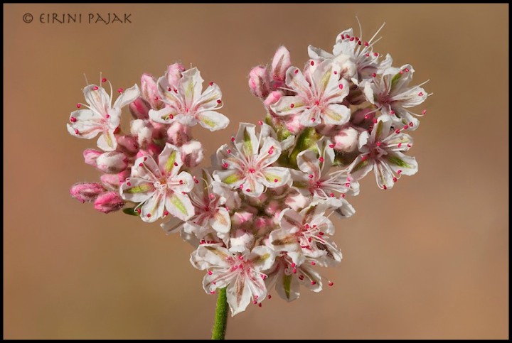 Mohave Buckwheat