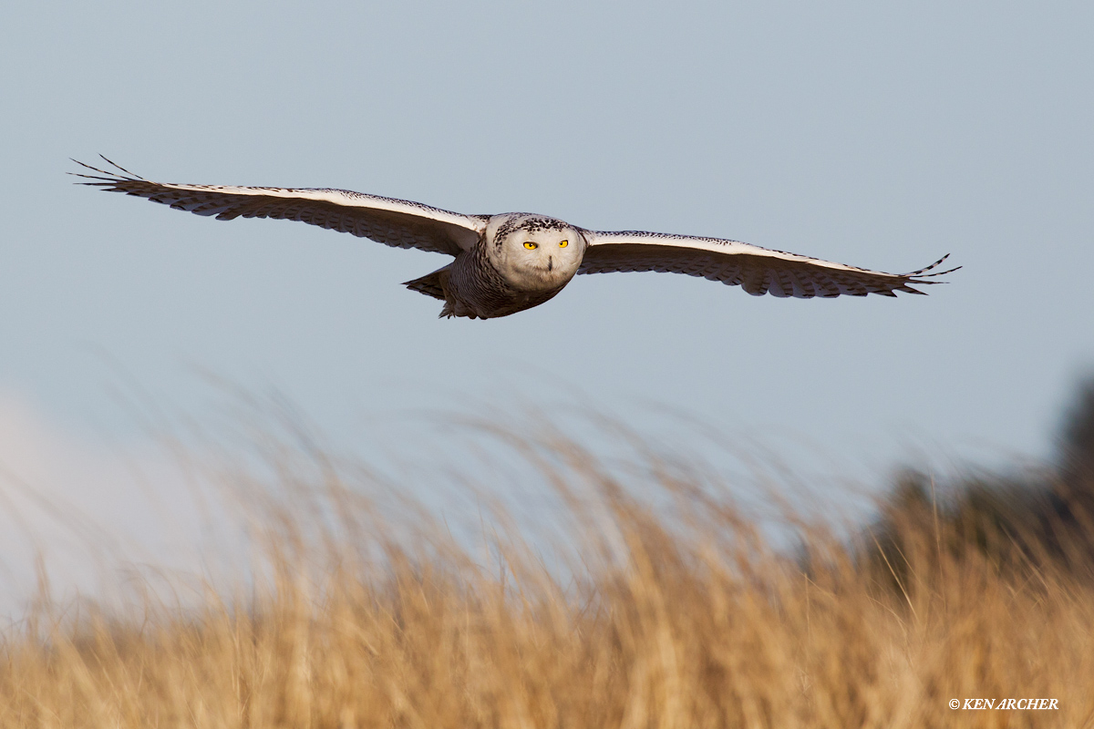 Gliding Snowy