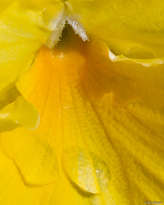 Yellow Dew