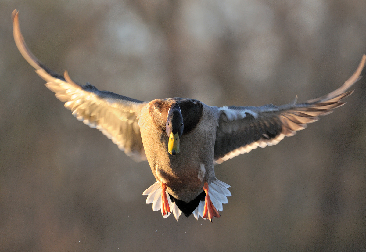 Eye to eye w/ a mallard