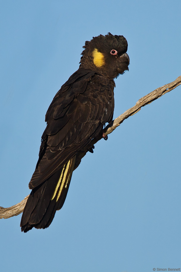 Black Cockie