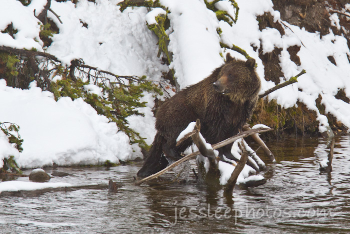 Spring Grizzly