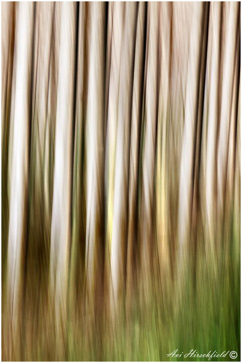 windy trees