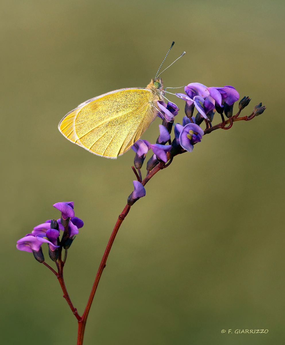 Small white