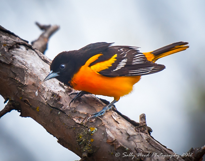 Baltimore Oriole+ repost