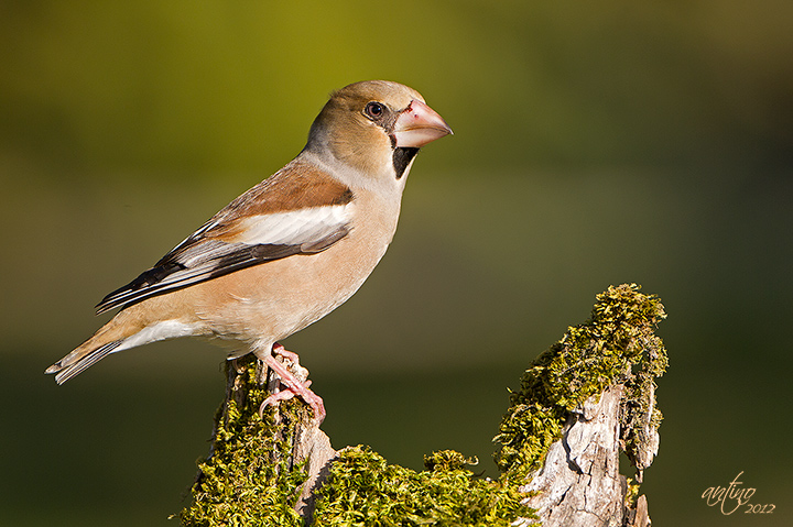 Hawfinch
