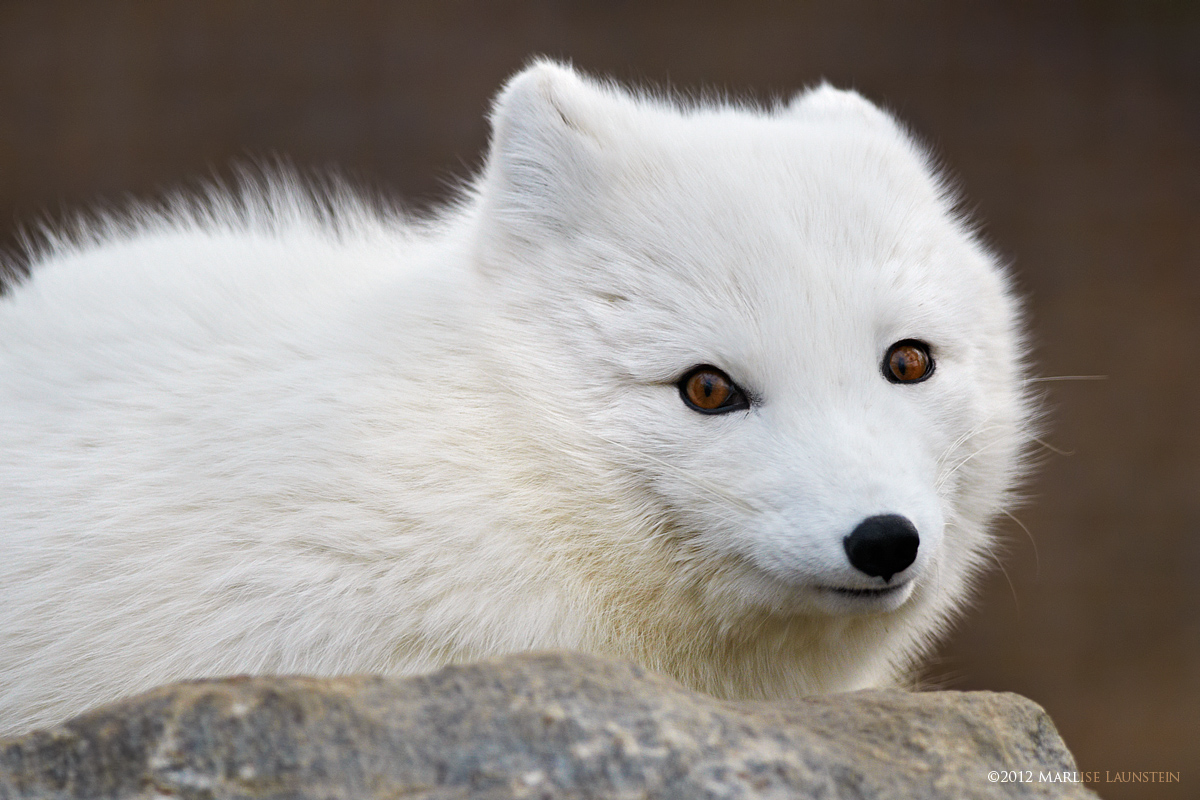 Arctic Fox (c) + REPOST