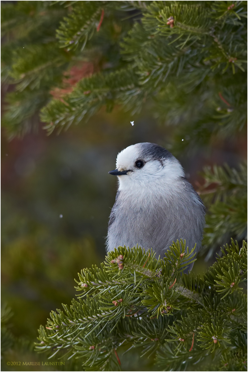 Grey Jay