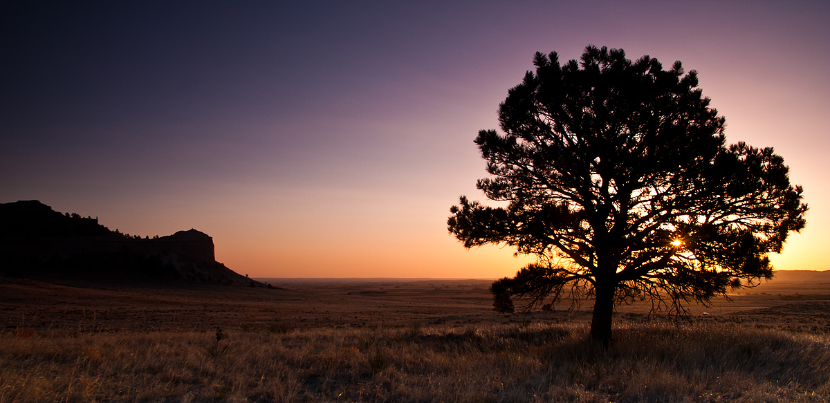Cedar Canyon and Tree