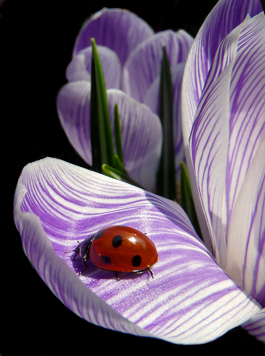 Ladybug on Crocus