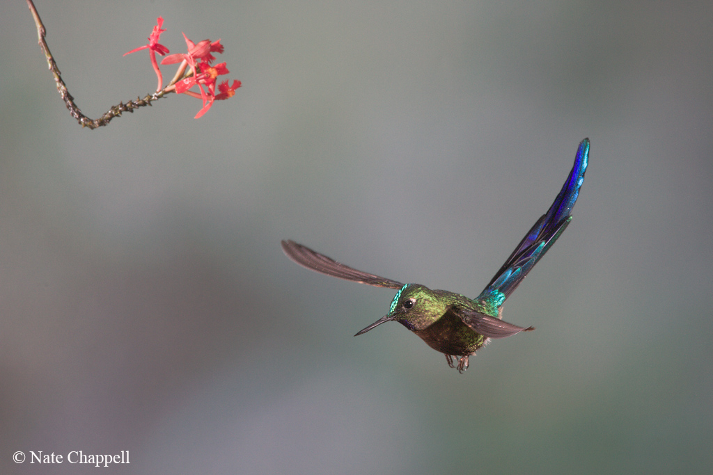 Violet-tailed Sylph
