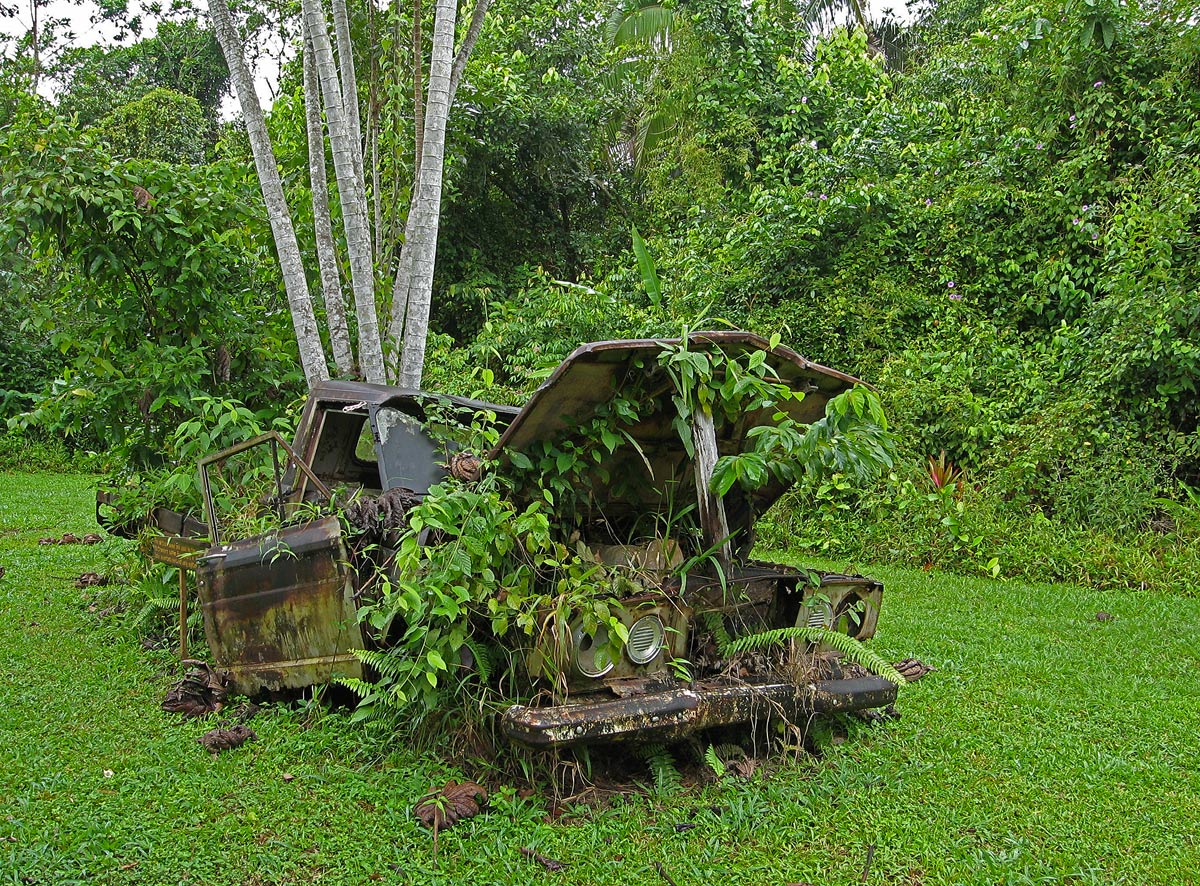 WC#525-Jungle Moves In