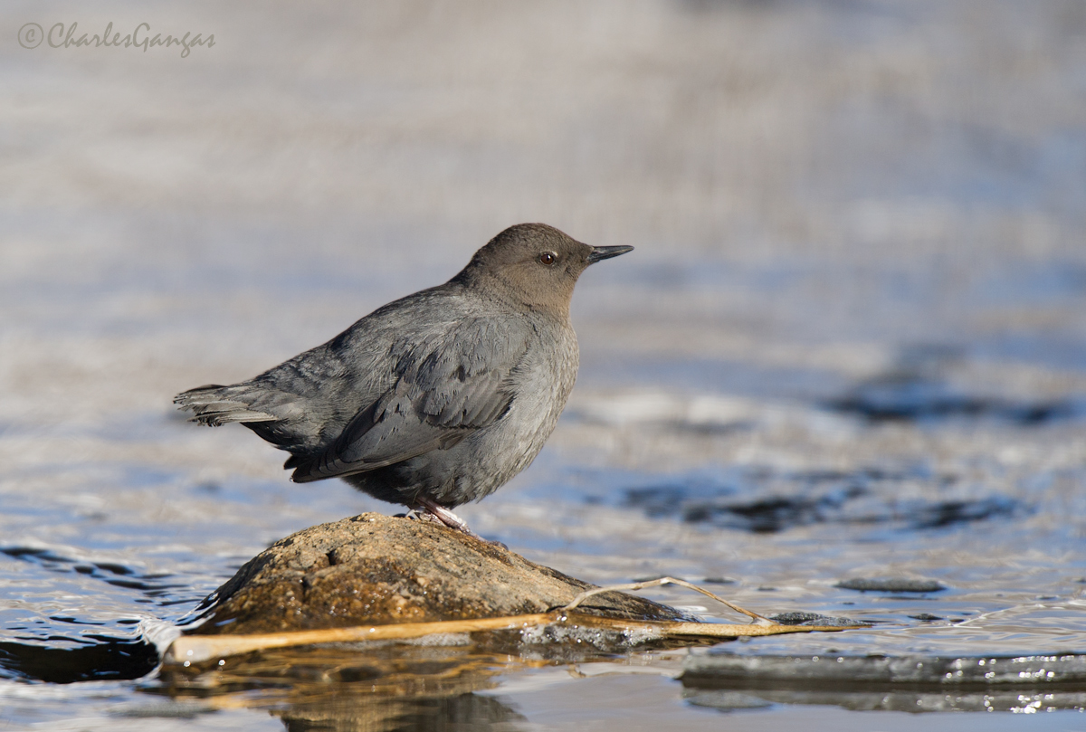 American Dipper