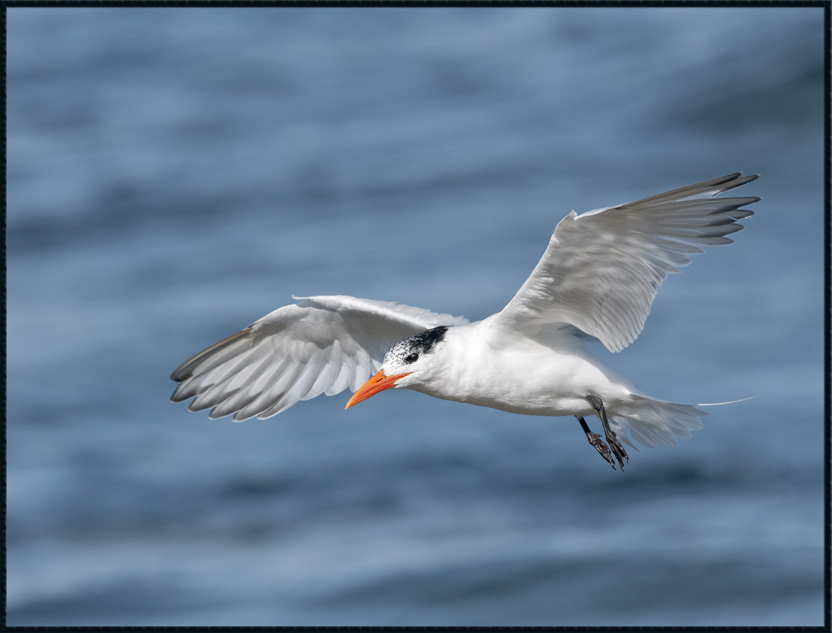 Royal Tern 