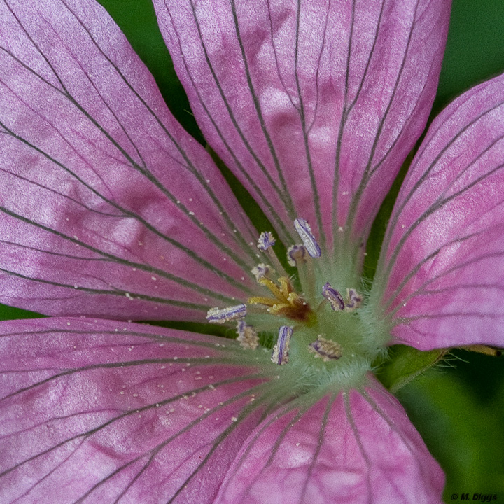 Woodland Geranium