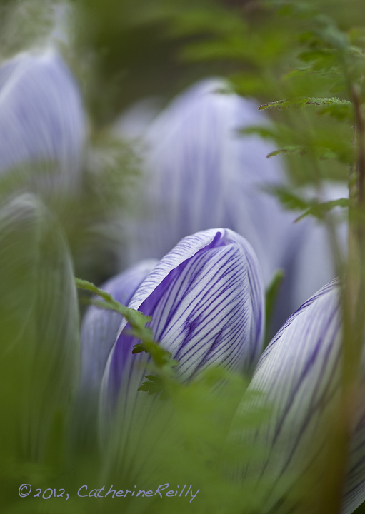 Pickwicks Among Ferns