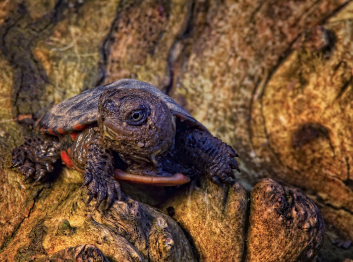 Baby painted turtle