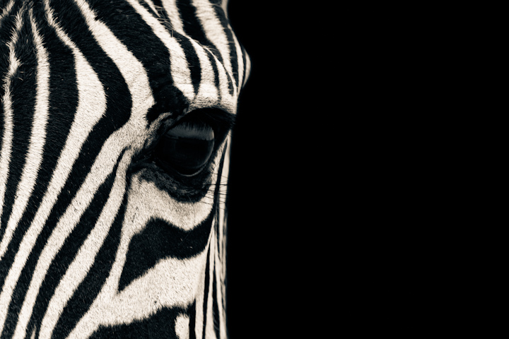 Zebra Eye