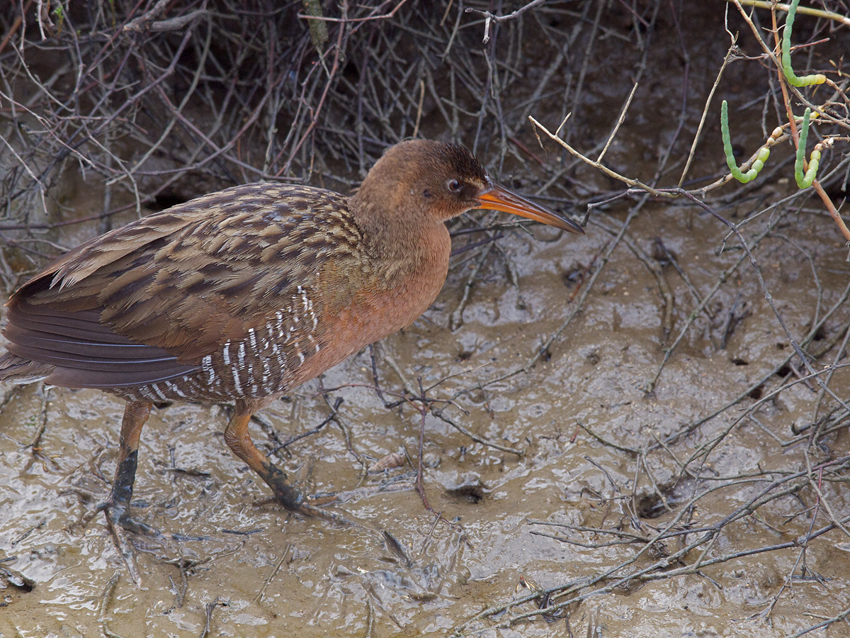 Clapper Rail