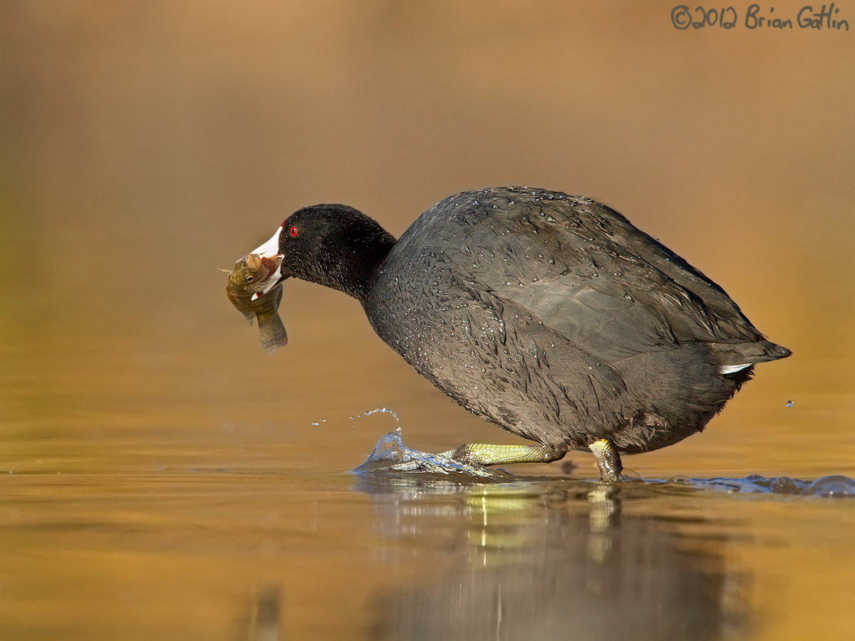 Coot with fish