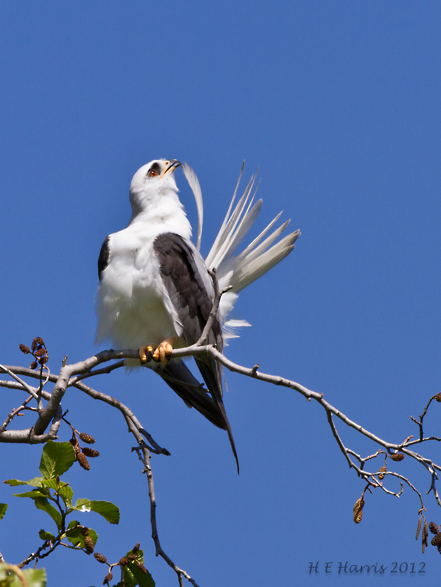 Preening Kite