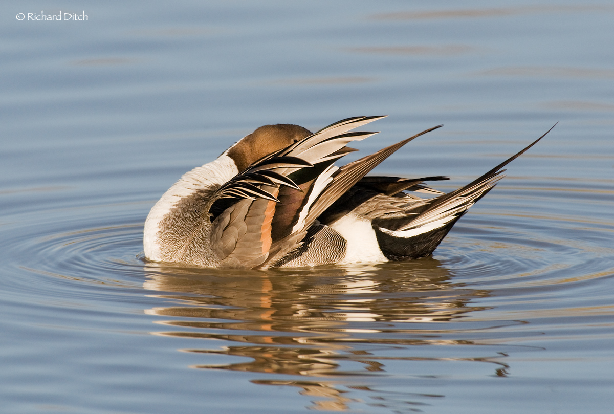 Northern Pintail
