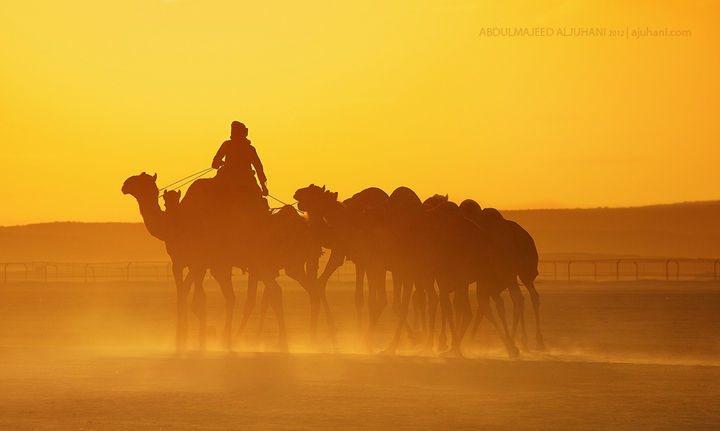 Camels Raider