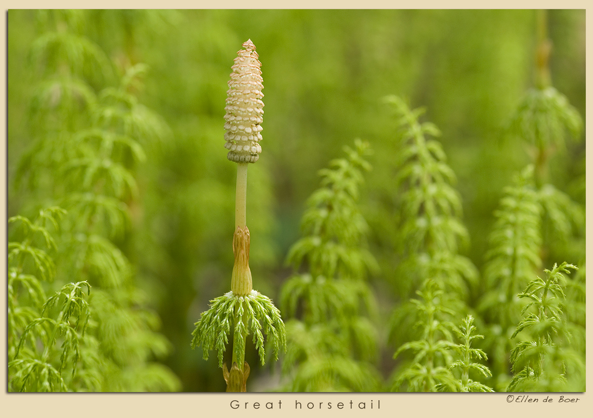 Horsetail in green...