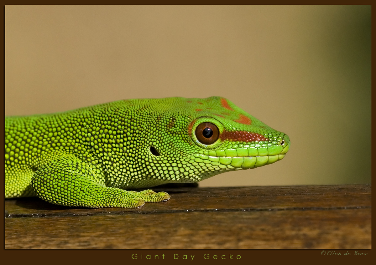 Giant Day Gecko