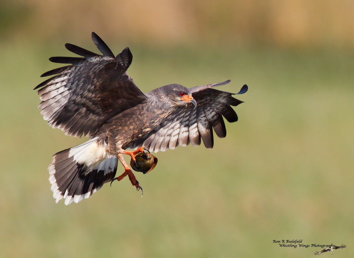 Snail kite - male
