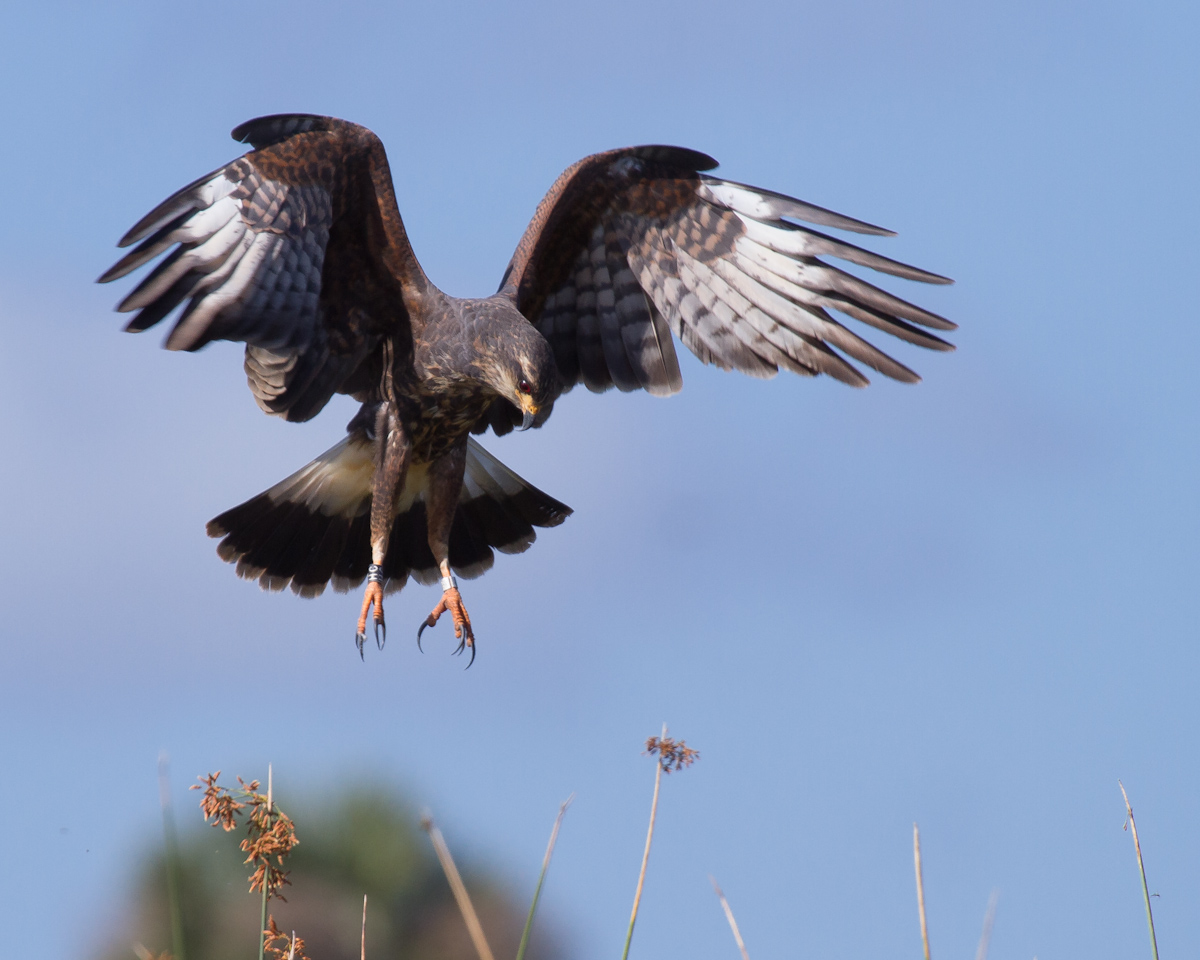 Returning to the nest