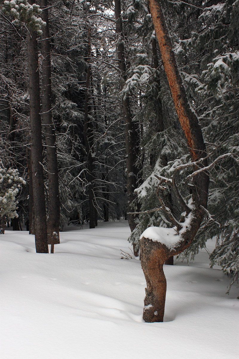 Walk in the Woods 