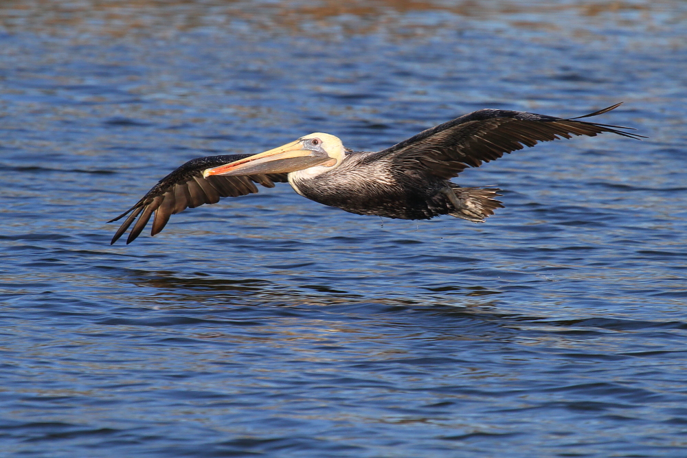 Subadult Brown Pelican