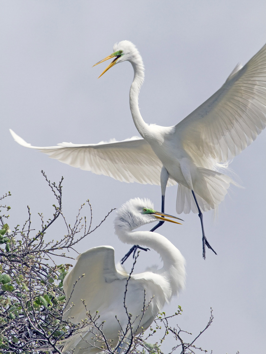 Great Egret Pair