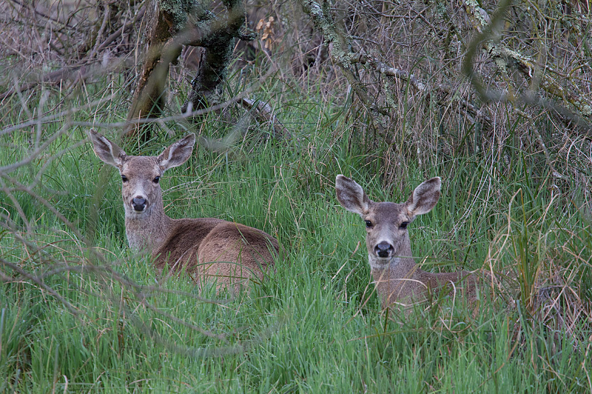 We're All Ears
