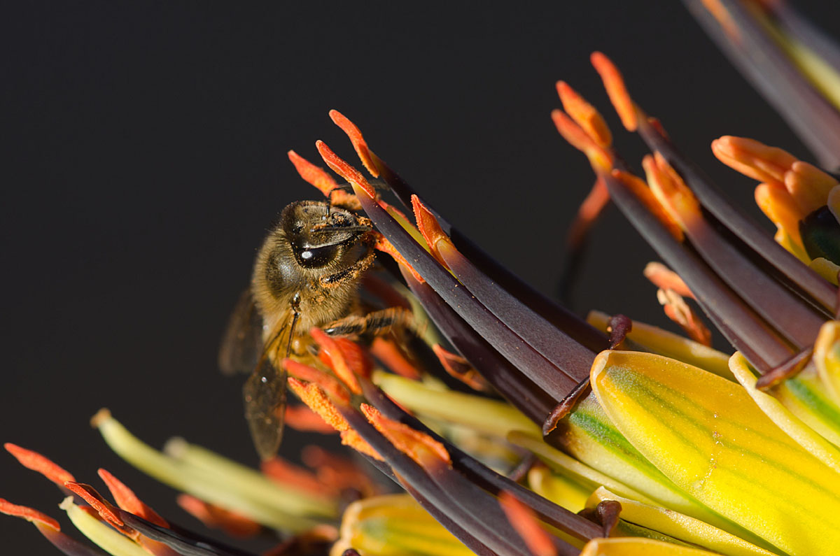 Pollinator