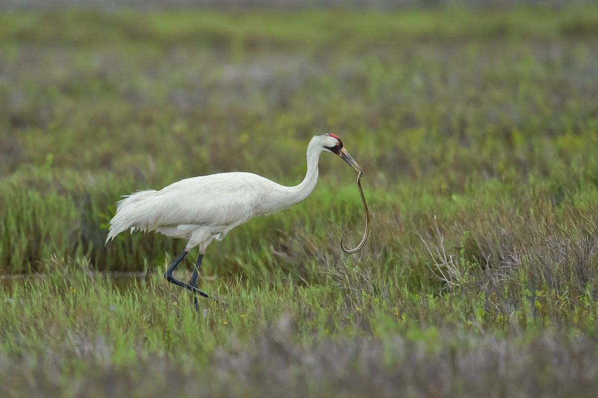 Whooping Crane