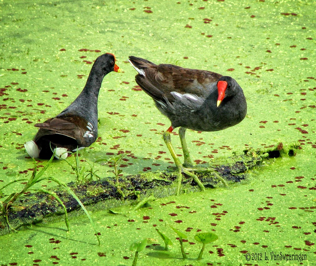 Cottontail moorhens