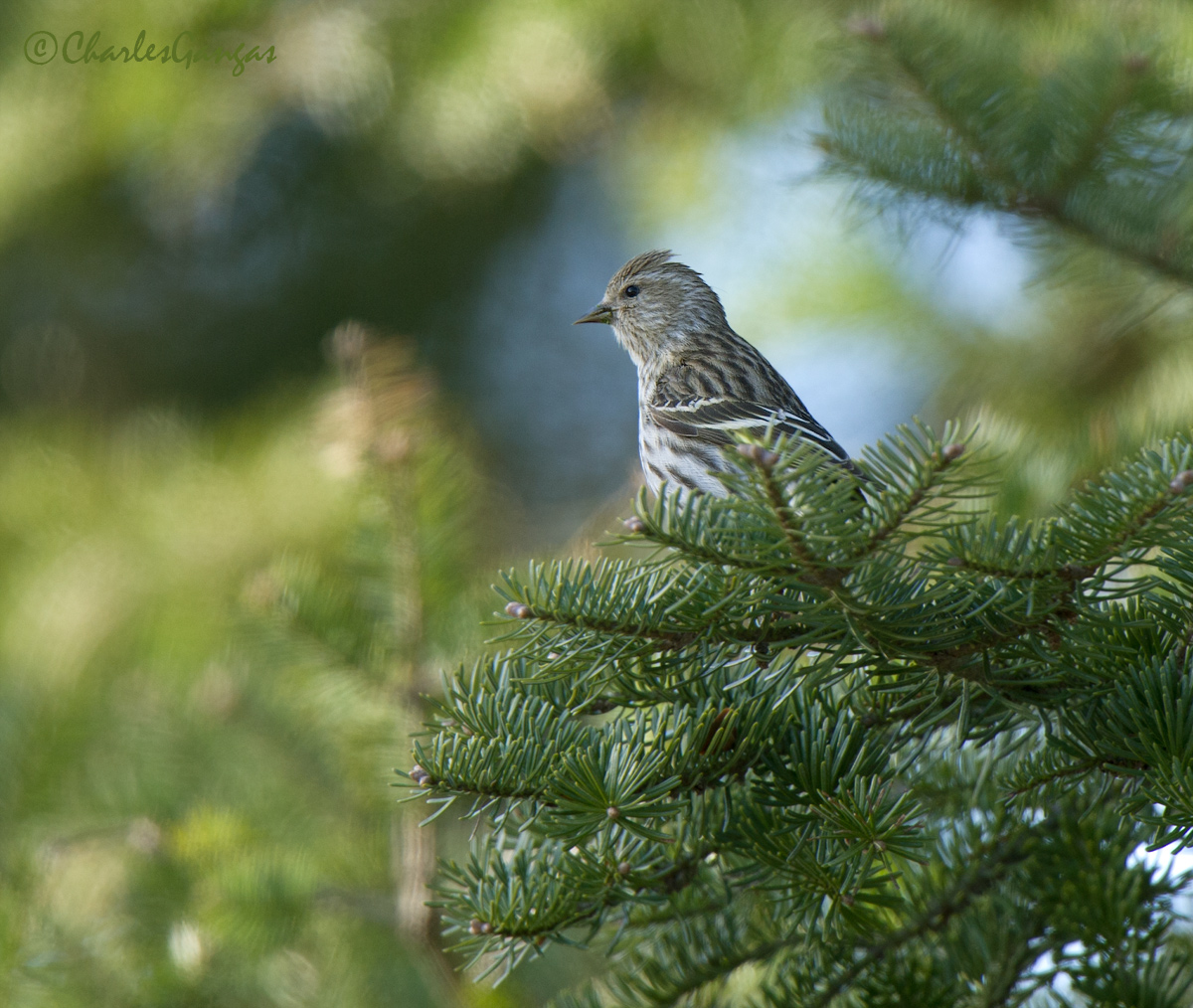 Pine Siskin